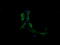 Mitogen-Activated Protein Kinase Kinase 1 antibody, LS-C337956, Lifespan Biosciences, Immunofluorescence image 