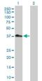 Programmed Cell Death 2 Like antibody, H00084306-D01P, Novus Biologicals, Western Blot image 
