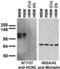 Hyperpolarization Activated Cyclic Nucleotide Gated Potassium And Sodium Channel 2 antibody, 75-111, Antibodies Incorporated, Western Blot image 
