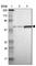 Misato Mitochondrial Distribution And Morphology Regulator 1 antibody, HPA005899, Atlas Antibodies, Western Blot image 