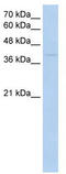 Ring Finger Protein 165 antibody, TA330509, Origene, Western Blot image 