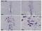 Early Growth Response 2 antibody, GTX102912, GeneTex, Immunohistochemistry frozen image 