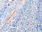 Actin Related Protein T1 antibody, LS-C404438, Lifespan Biosciences, Immunohistochemistry paraffin image 