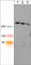 SH3 And Multiple Ankyrin Repeat Domains 1 antibody, SM3691, ECM Biosciences, Western Blot image 
