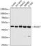 Annexin A7 antibody, 13-781, ProSci, Western Blot image 