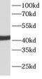 Actin Alpha 2, Smooth Muscle antibody, FNab00117, FineTest, Western Blot image 