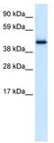 Pleiotropic Regulator 1 antibody, TA332120, Origene, Western Blot image 