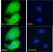 Adenosine A2b Receptor antibody, PA5-18422, Invitrogen Antibodies, Immunofluorescence image 