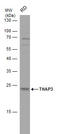 THAP Domain Containing 3 antibody, GTX120323, GeneTex, Western Blot image 