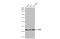 Guanine nucleotide-binding protein G(I)/G(S)/G(T) subunit beta-1 antibody, GTX114442, GeneTex, Western Blot image 