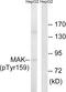 Male Germ Cell Associated Kinase antibody, LS-C199211, Lifespan Biosciences, Western Blot image 