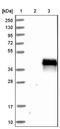 AN1-type zinc finger protein 3 antibody, NBP1-82262, Novus Biologicals, Western Blot image 