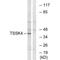 Testis Specific Serine Kinase 4 antibody, A10441, Boster Biological Technology, Western Blot image 