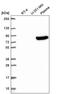 Olfactomedin Like 2B antibody, PA5-66528, Invitrogen Antibodies, Western Blot image 