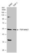 Transforming growth factor beta-2 antibody, GTX132546, GeneTex, Western Blot image 