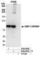WW Domain Binding Protein 11 antibody, A304-857A, Bethyl Labs, Immunoprecipitation image 