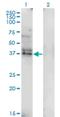 Leukocyte Associated Immunoglobulin Like Receptor 1 antibody, H00003903-M01, Novus Biologicals, Western Blot image 