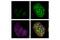 Ribonucleotide Reductase Regulatory Subunit M2 antibody, 65939T, Cell Signaling Technology, Immunofluorescence image 