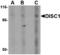 DISC1 Scaffold Protein antibody, A00750, Boster Biological Technology, Western Blot image 
