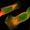 NFKB Inhibitor Epsilon antibody, NBP1-87762, Novus Biologicals, Immunofluorescence image 