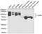Solute Carrier Family 3 Member 2 antibody, A01794, Boster Biological Technology, Western Blot image 