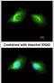 Histamine Receptor H2 antibody, PA5-21907, Invitrogen Antibodies, Immunofluorescence image 