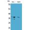 Annexin A2 antibody, LS-C386967, Lifespan Biosciences, Western Blot image 