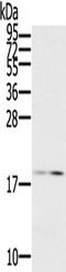 Galectin 2 antibody, TA322490, Origene, Western Blot image 