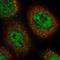 SET Binding Factor 2 antibody, NBP2-13283, Novus Biologicals, Immunofluorescence image 