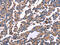 Radixin antibody, CSB-PA120056, Cusabio, Immunohistochemistry frozen image 