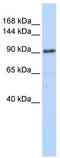 General Transcription Factor IIIC Subunit 3 antibody, TA343677, Origene, Western Blot image 