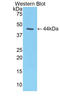 Prolactin Induced Protein antibody, LS-C300529, Lifespan Biosciences, Western Blot image 