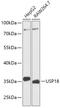 Ubiquitin Specific Peptidase 18 antibody, 16-737, ProSci, Western Blot image 