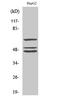 SHC Adaptor Protein 1 antibody, STJ95652, St John