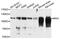 Myelin Associated Glycoprotein antibody, STJ29266, St John