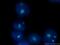 Nucleophosmin 1 antibody, 60096-1-Ig, Proteintech Group, Immunofluorescence image 
