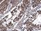 Dynein Axonemal Light Intermediate Chain 1 antibody, GTX116217, GeneTex, Immunohistochemistry paraffin image 