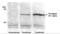HA tag antibody, GTX29110, GeneTex, Immunoprecipitation image 