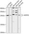 ADP Ribosylation Factor Related Protein 1 antibody, 15-477, ProSci, Western Blot image 
