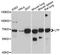 Lactotransferrin antibody, STJ111100, St John