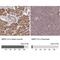 Mitochondrial Ribosomal Protein L19 antibody, NBP1-92137, Novus Biologicals, Immunohistochemistry paraffin image 