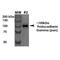 Protocadherin Gamma Subfamily A, 1 antibody, MA5-27615, Invitrogen Antibodies, Western Blot image 