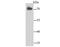 Lamin B2 antibody, NBP2-66924, Novus Biologicals, Western Blot image 