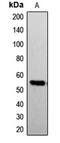 G3BP Stress Granule Assembly Factor 1 antibody, MBS820239, MyBioSource, Western Blot image 