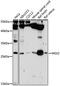 Msh Homeobox 2 antibody, 18-450, ProSci, Western Blot image 