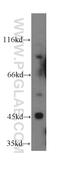 Tripartite Motif Containing 39 antibody, 12757-1-AP, Proteintech Group, Western Blot image 