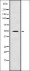 Fibrinogen Like 2 antibody, orb337341, Biorbyt, Western Blot image 