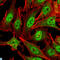 Coactivator Associated Arginine Methyltransferase 1 antibody, LS-C812747, Lifespan Biosciences, Immunofluorescence image 