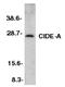Cell Death Inducing DFFA Like Effector A antibody, LS-C298, Lifespan Biosciences, Western Blot image 