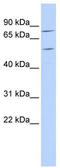 Zinc Finger Protein 333 antibody, TA341414, Origene, Western Blot image 